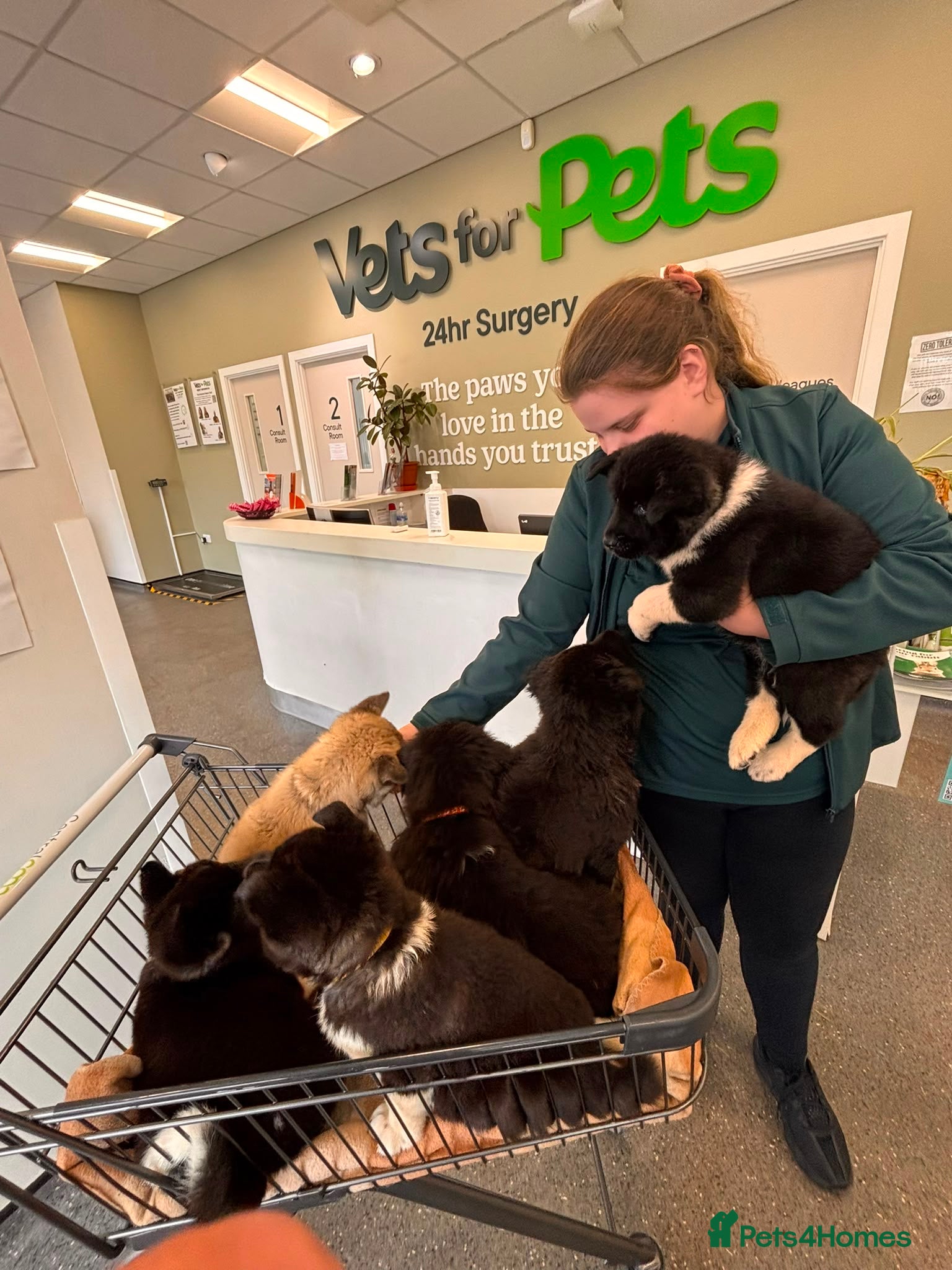 Akita dogs Amazing bundles of joy looking for Forever Homes - Advert 2