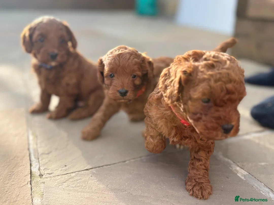 Cockapoo dogs for sale: Stunning Deep Red F1b Cockapoo Puppies - Advert 2