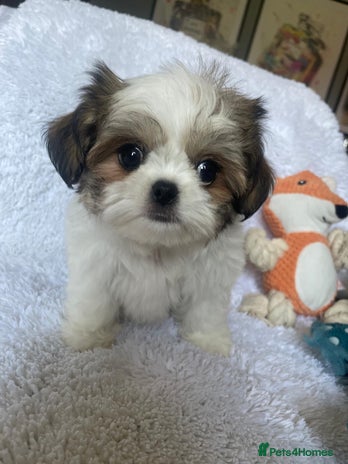 Shih Tzu Purebred Puppies Tzu Dog Breeders Shih Tzu Breeders