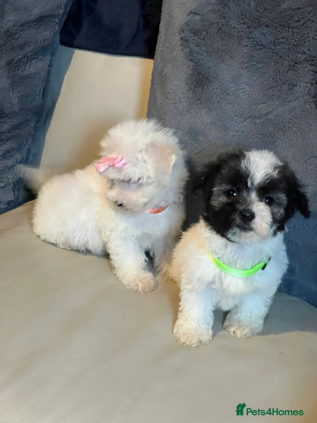 Malshi dogs for sale: Malshi puppies  - Advert 7