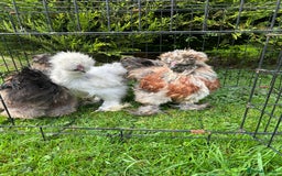 Chickens poultry for sale: Looking to Rehome 3 silkies Boys , 3 months old  - Advert 1