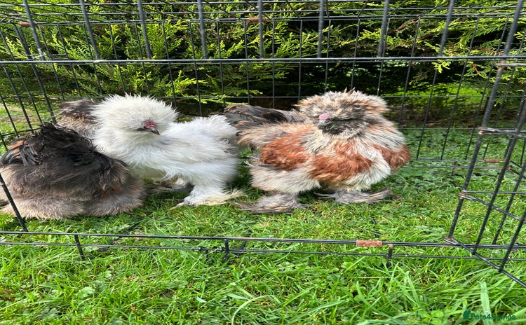 Chickens poultry Looking to Rehome 3 silkies Boys , 3 months old  - Advert 1