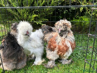 Chickens poultry for sale: Looking to Rehome 3 silkies Boys , 3 months old - Advert 1