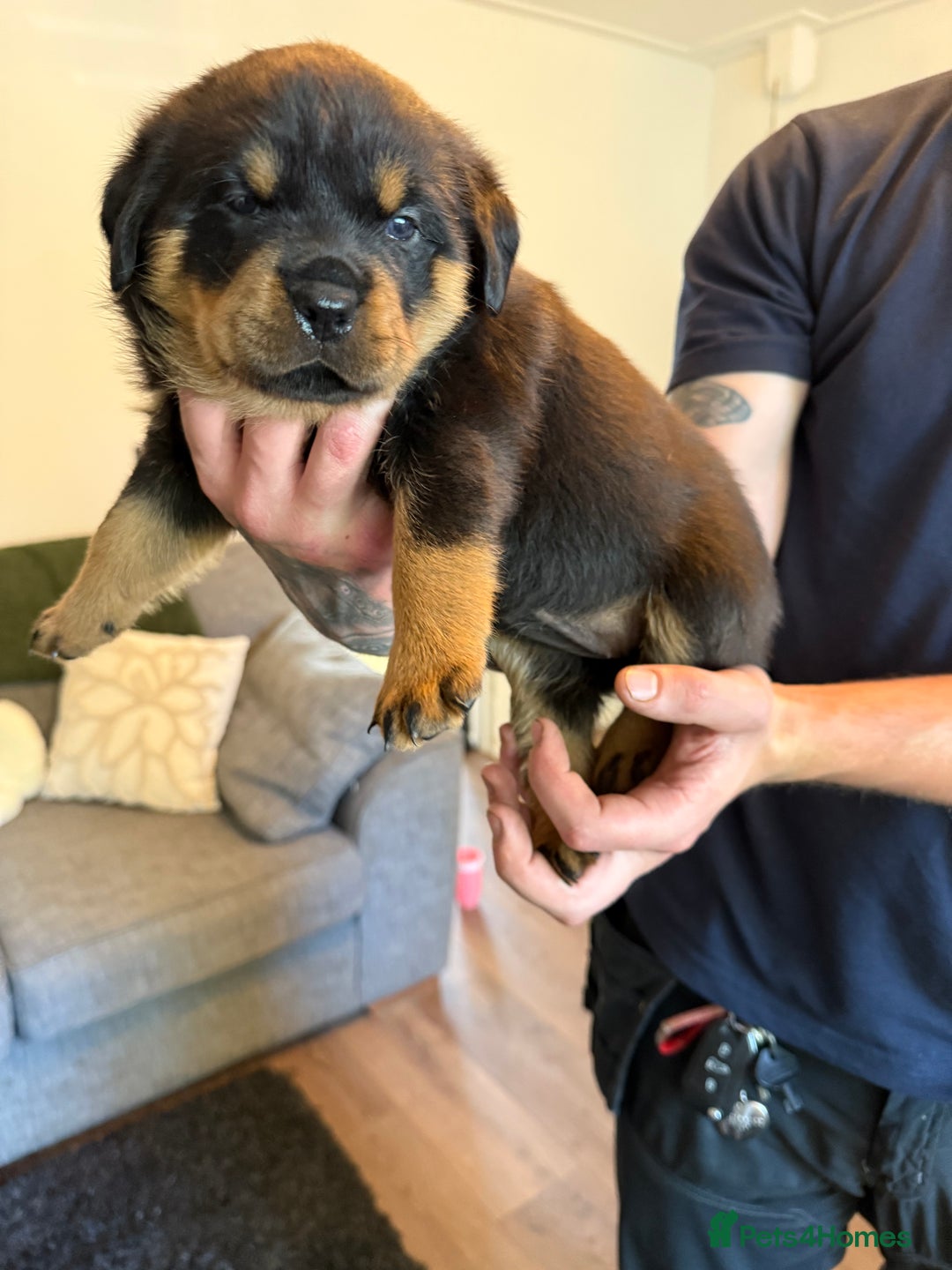 Rottweiler dogs for sale: Rottweiler puppies  - Image 10