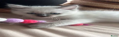 Ragdoll 1