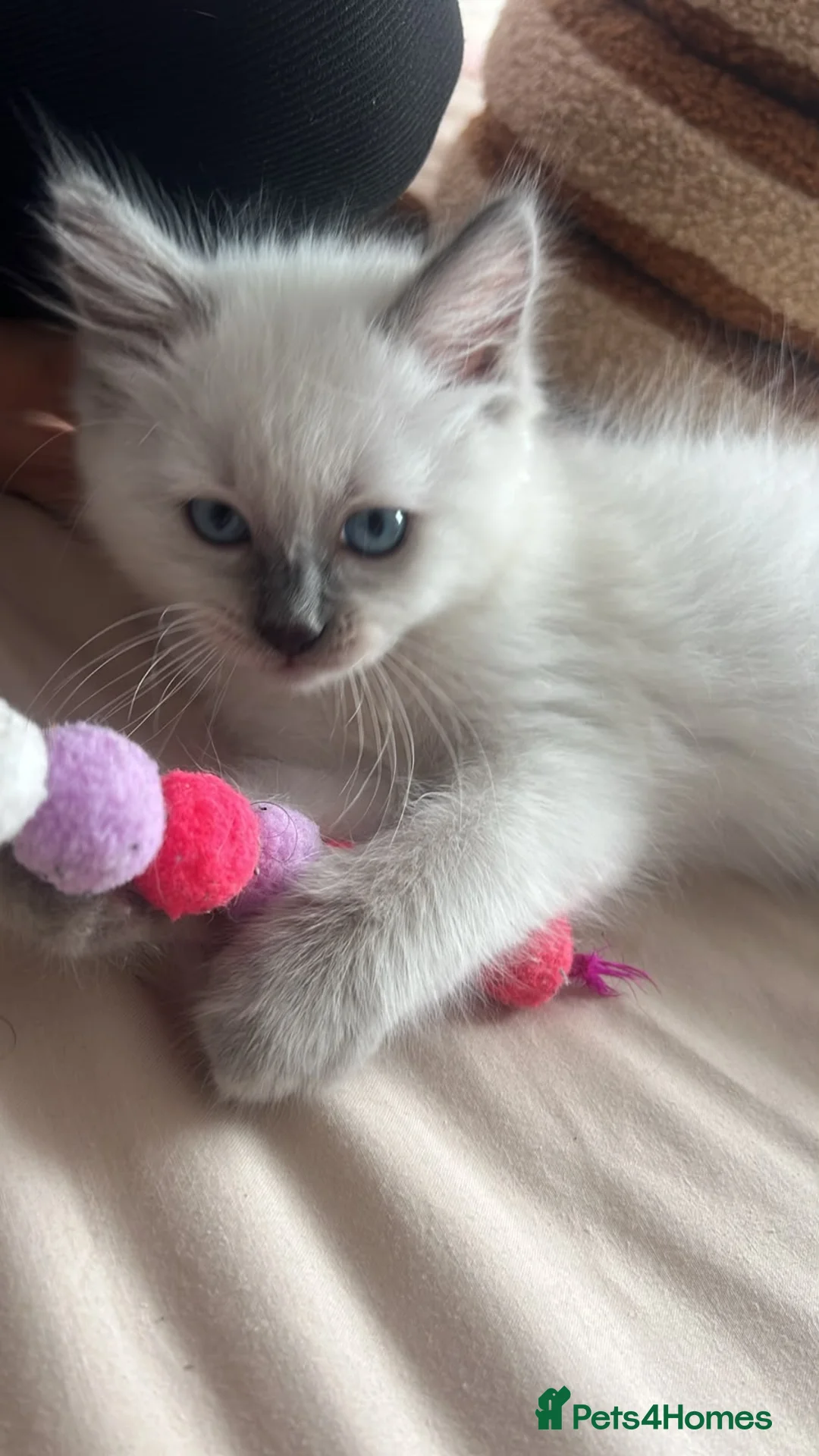 Ragdoll cats for sale: Blue point Ragdoll kitten  - Advert 4
