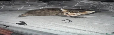 Mixed Breed Kitten 3