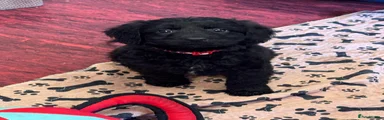 Cockapoo 4- red collar 