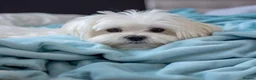 Maltese dogs for sale: 4 beautiful  mini maltese  - Advert 5