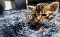 Bengal cats for sale: 🤩RARE BLUE BENGAL🤩SNOW LYNX🤩 BROWN🤩 - Image 7