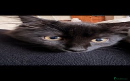 British Longhair cats for sale: Sweet 11 week old kitten 🐈‍⬛️ - Advert 4