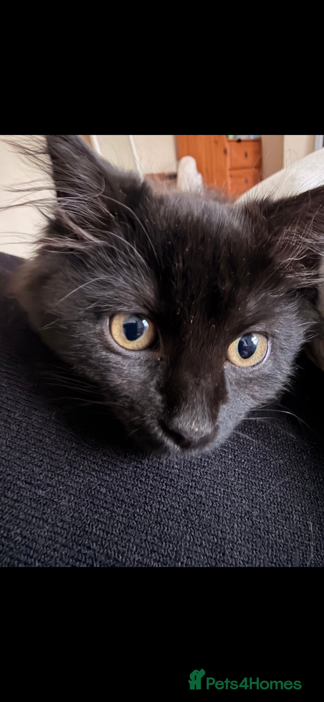 British Longhair cats for sale: Sweet 11 week old kitten 🐈‍⬛️ - Advert 4