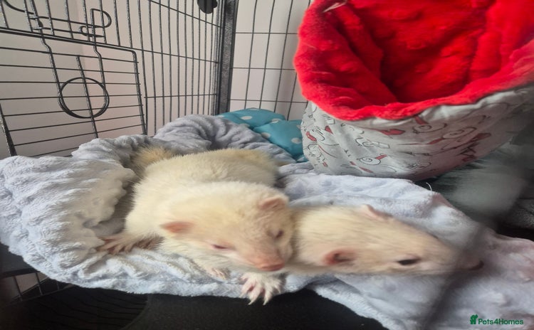 Ferret rodents - Advert 1