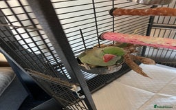 Parrots birds for sale: Alexandrine parrot for sale  - Image 2