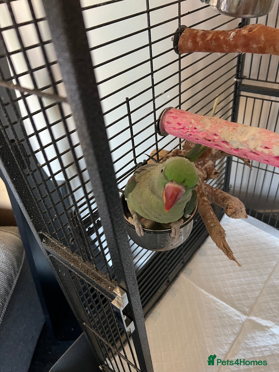 Parrots birds for sale: Alexandrine parrot for sale  - Image 2