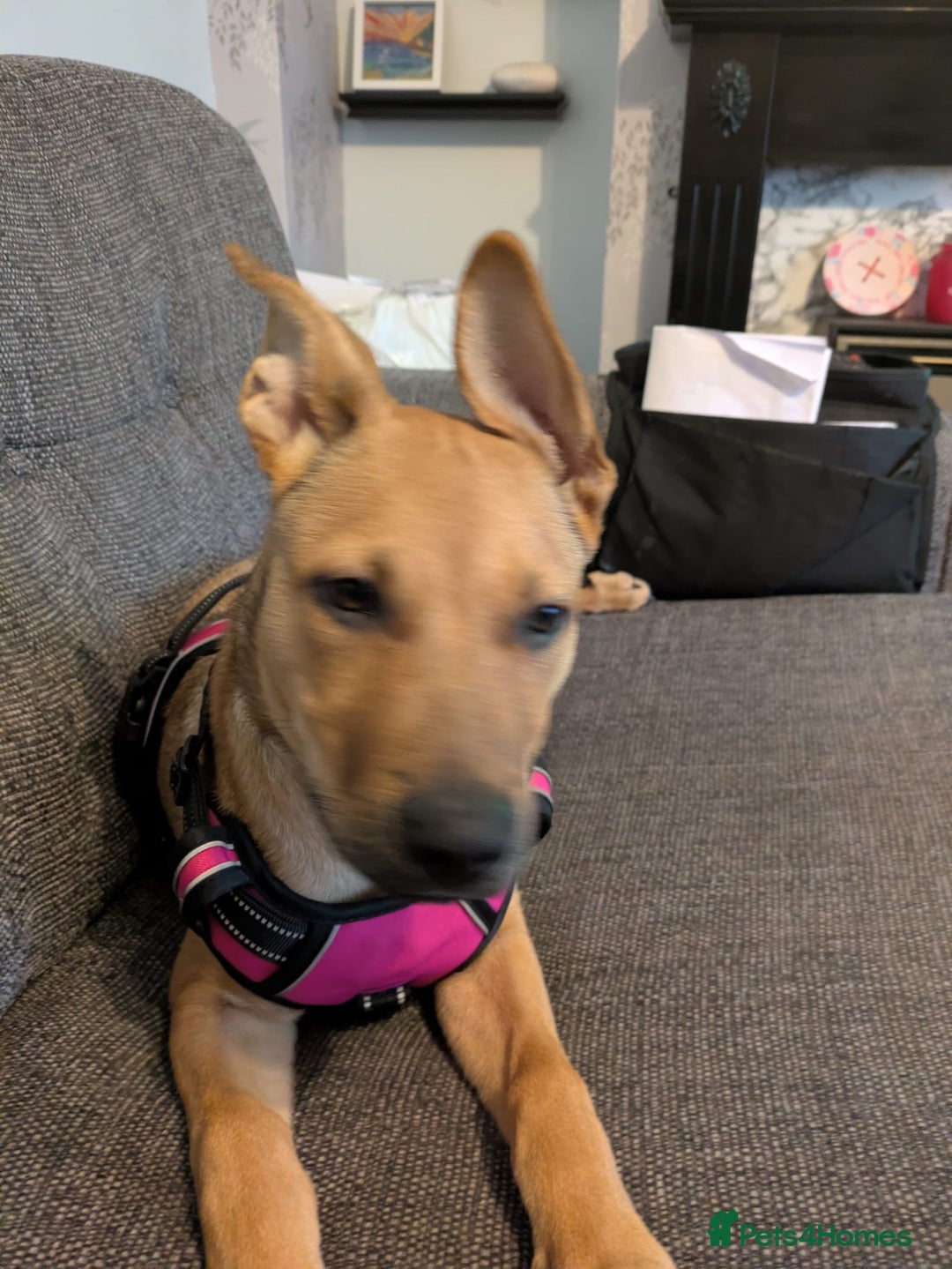 Mixed Breed dogs for sale: Ruby the German Shepherd X staffy pup - Advert 8