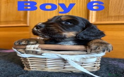 Cocker Spaniel dogs for sale: Beautiful Purebred Cocker Spaniel Puppies - Advert 4