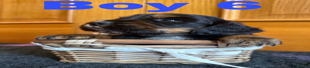 Cocker Spaniel Puppy 6