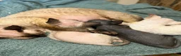 Devon Rex cats for sale: Two mischievous Devon Rex boys  - Advert 30