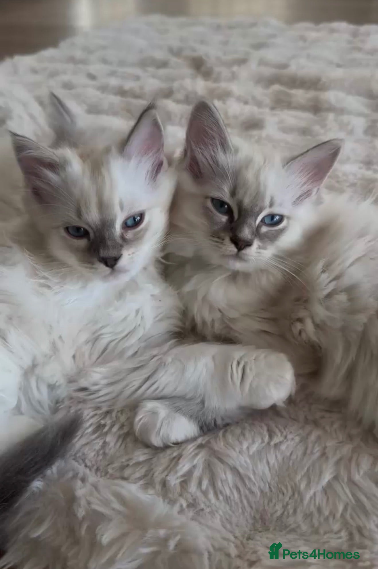 Ragdoll cats **LAST FEW REMAINING** - LUXURY RAGDOLL KITTENS  - Advert 2