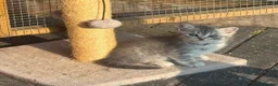 British Shorthair cats for sale: British shorthair silver spotted  - Advert 5