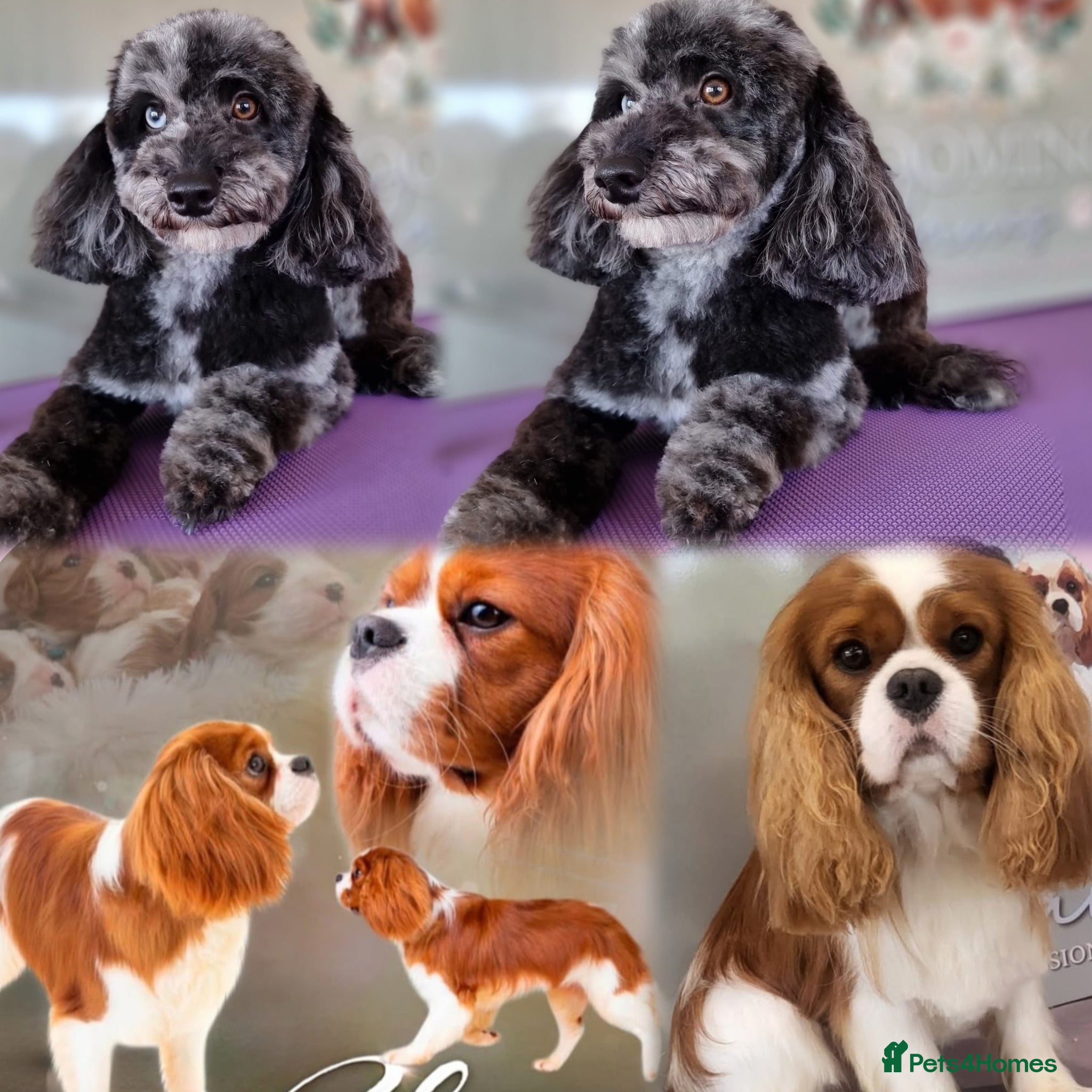 Cavapoo dogs F1 Toy cavapoos  - Advert 2