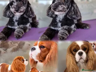 Cavapoo dogs F1 Toy cavapoos - Advert 1