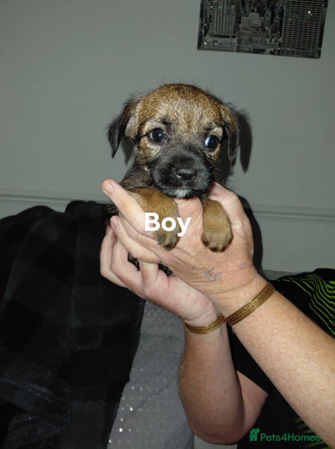 Border Terrier dogs for sale: 4 beauty looking for forever homes - Advert 8