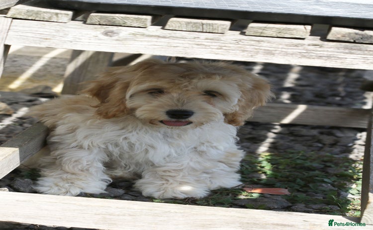 Cockapoo dogs - Advert 1