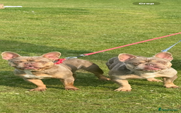 French Bulldog dogs for sale: 2 year old French bulldogs for sale - Image 2