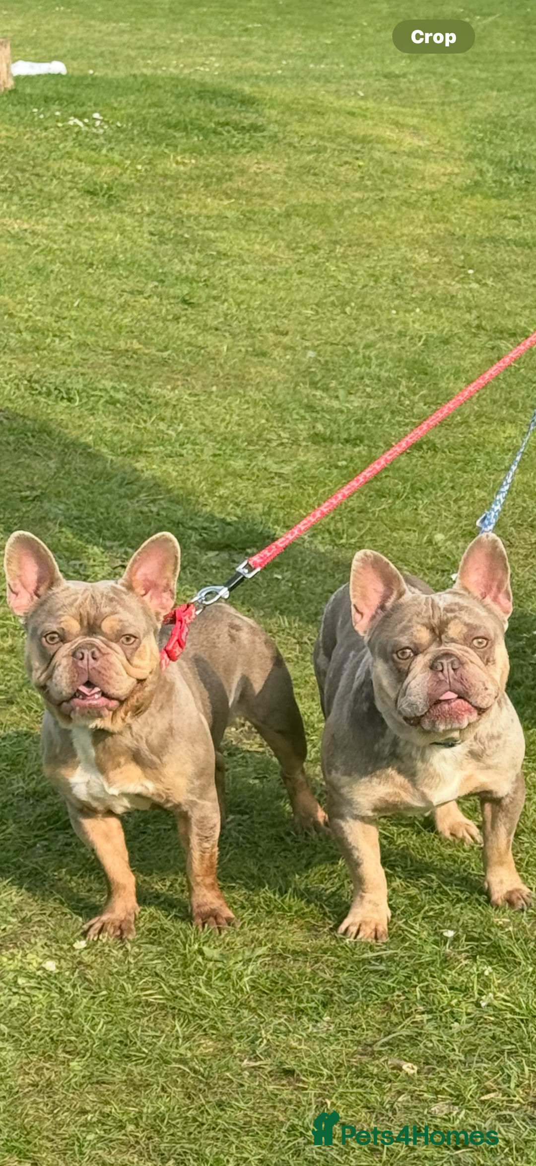 French Bulldog dogs for sale: 2 year old French bulldogs for sale - Image 2