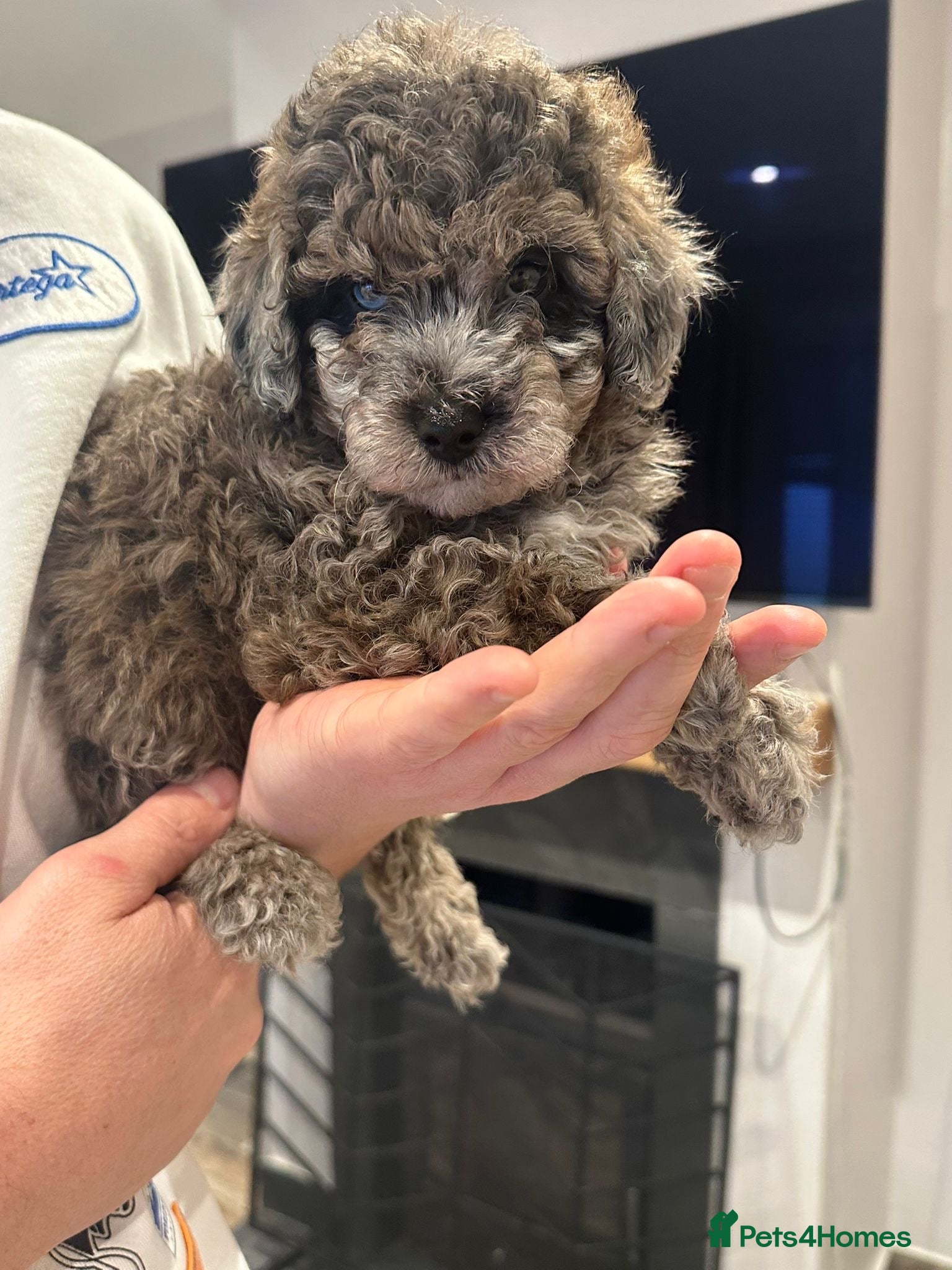 Maltipoo dogs Maltipoo puppies  - Advert 17