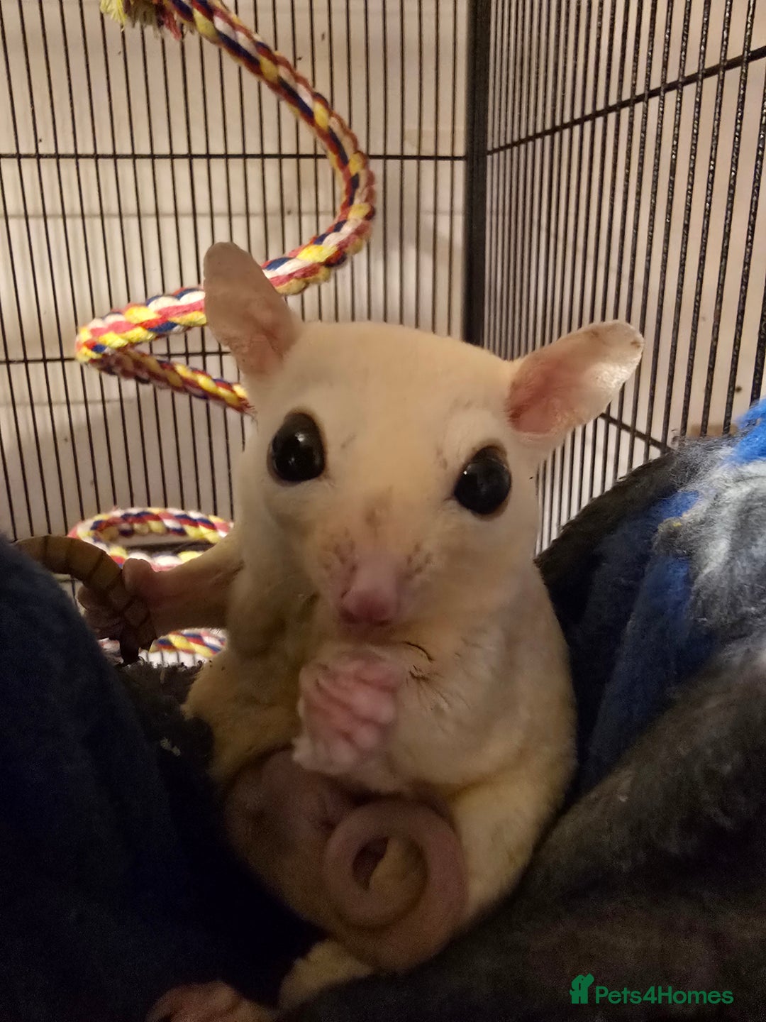 Sugar Glider rodents for sale: Male Cremino Sugar Glider - Image 7