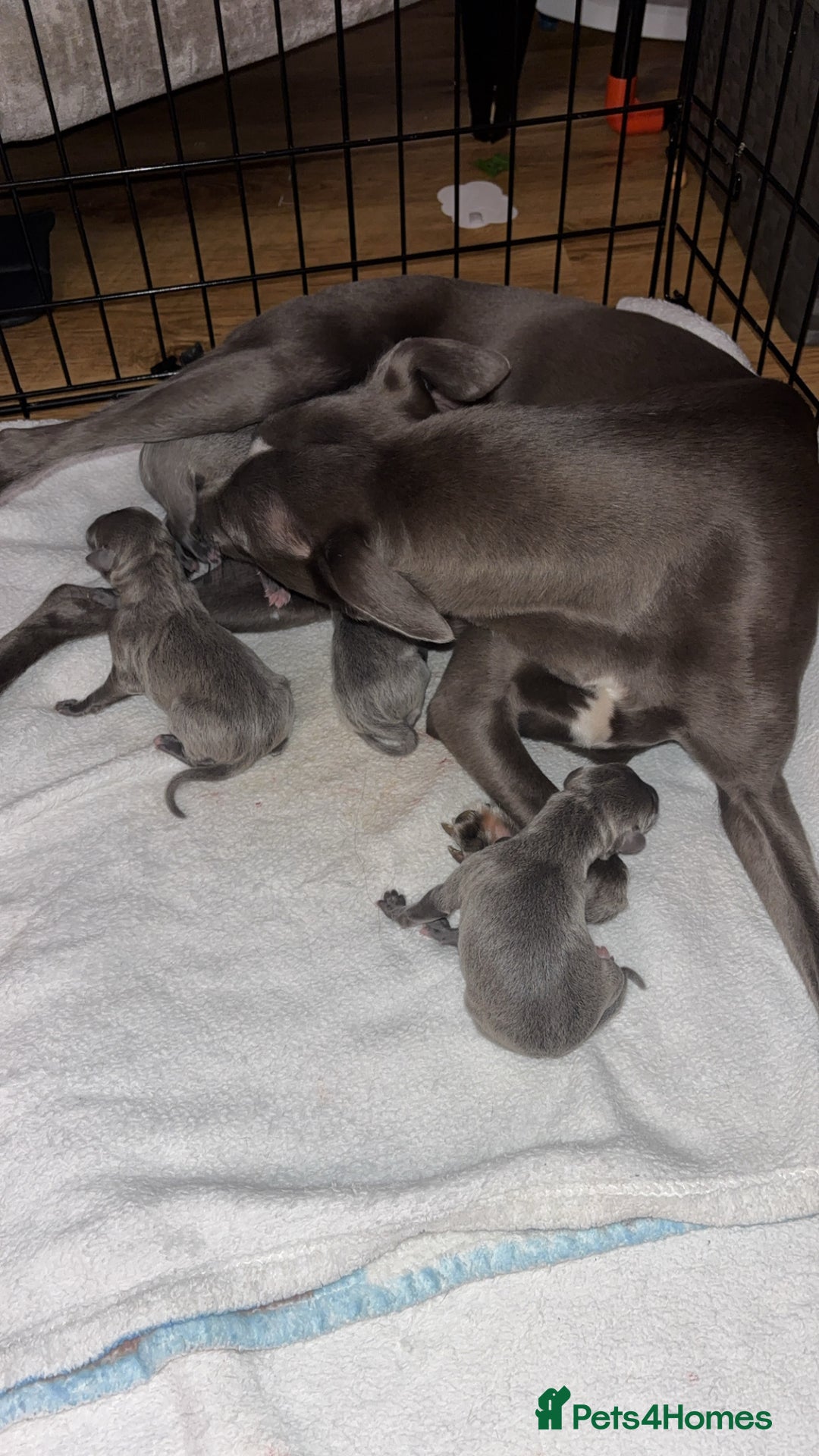 Mixed Breed dogs for sale: Whippet x Italian Greyhound Puppies  - Advert 2
