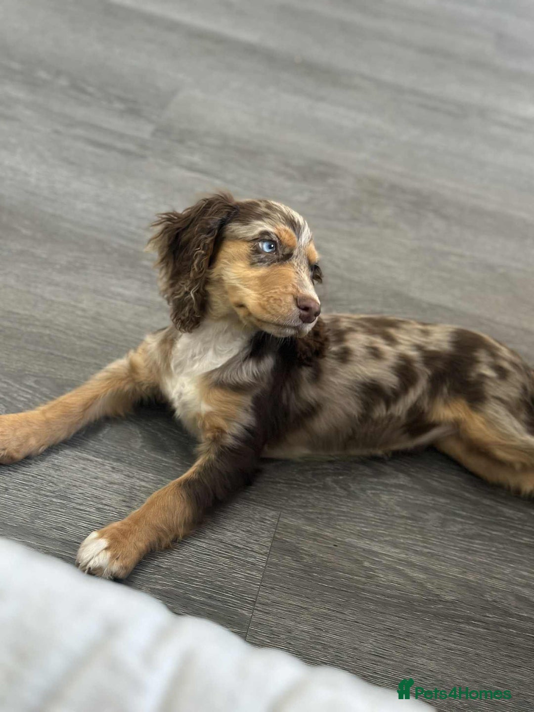 Cocker Spaniel dogs for sale: Cocker spaniel puppy  - Image 3