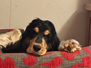 Cocker Spaniel dogs for sale: Lovely Luna is looking for a new home - Advert 1