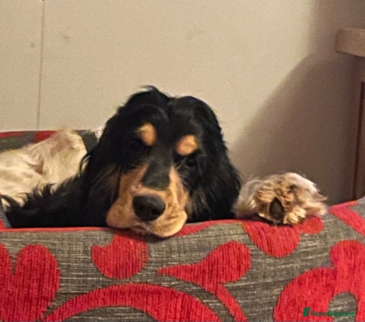 Cocker Spaniel dogs Lovely Luna is looking for a new home - Advert 2