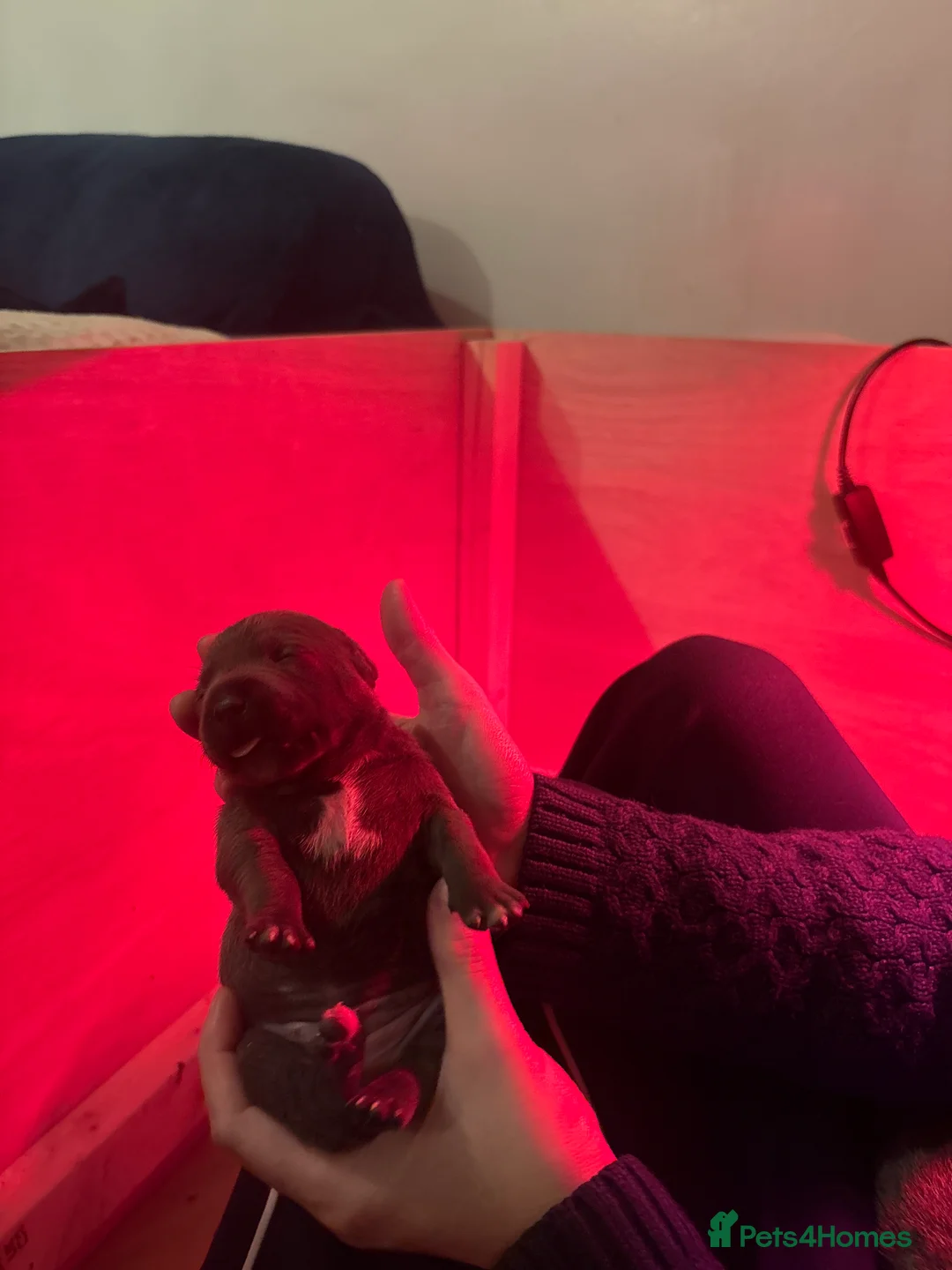 Staffordshire Bull Terrier dogs for sale: Blue Staffordshire bullterrier Puppies  - Advert 3