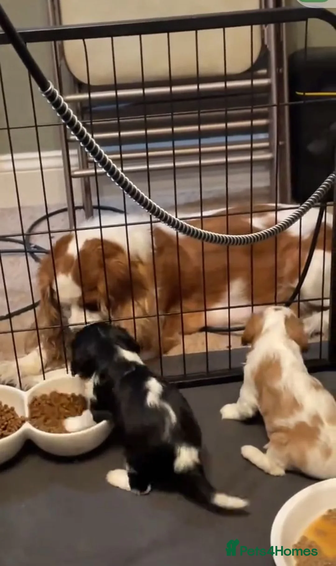 Cavalier King Charles Spaniel dogs for sale: Available Cavalier king Charles Spaniel  in Bristol - Advert 1