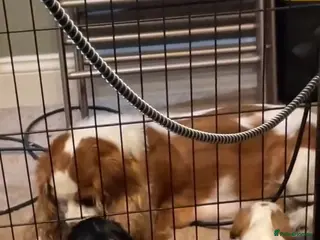 Cavalier King Charles Spaniel dogs Available Cavalier king Charles Spaniel - Advert 1