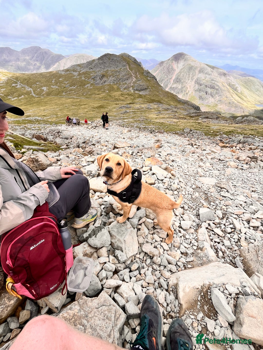 Labrador Retriever dogs for sale: Loving Labrador Daisy Seeking Forever Home - Advert 13