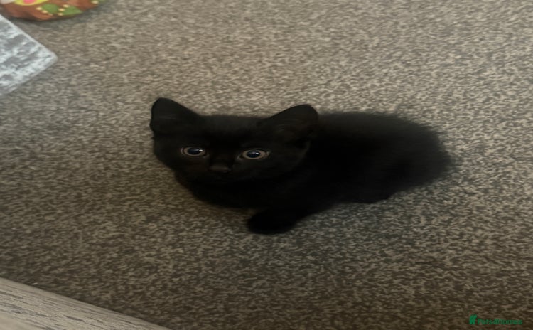 Domestic Shorthair cats 5⭐️home wanted for beautiful, playful boy - Advert 2