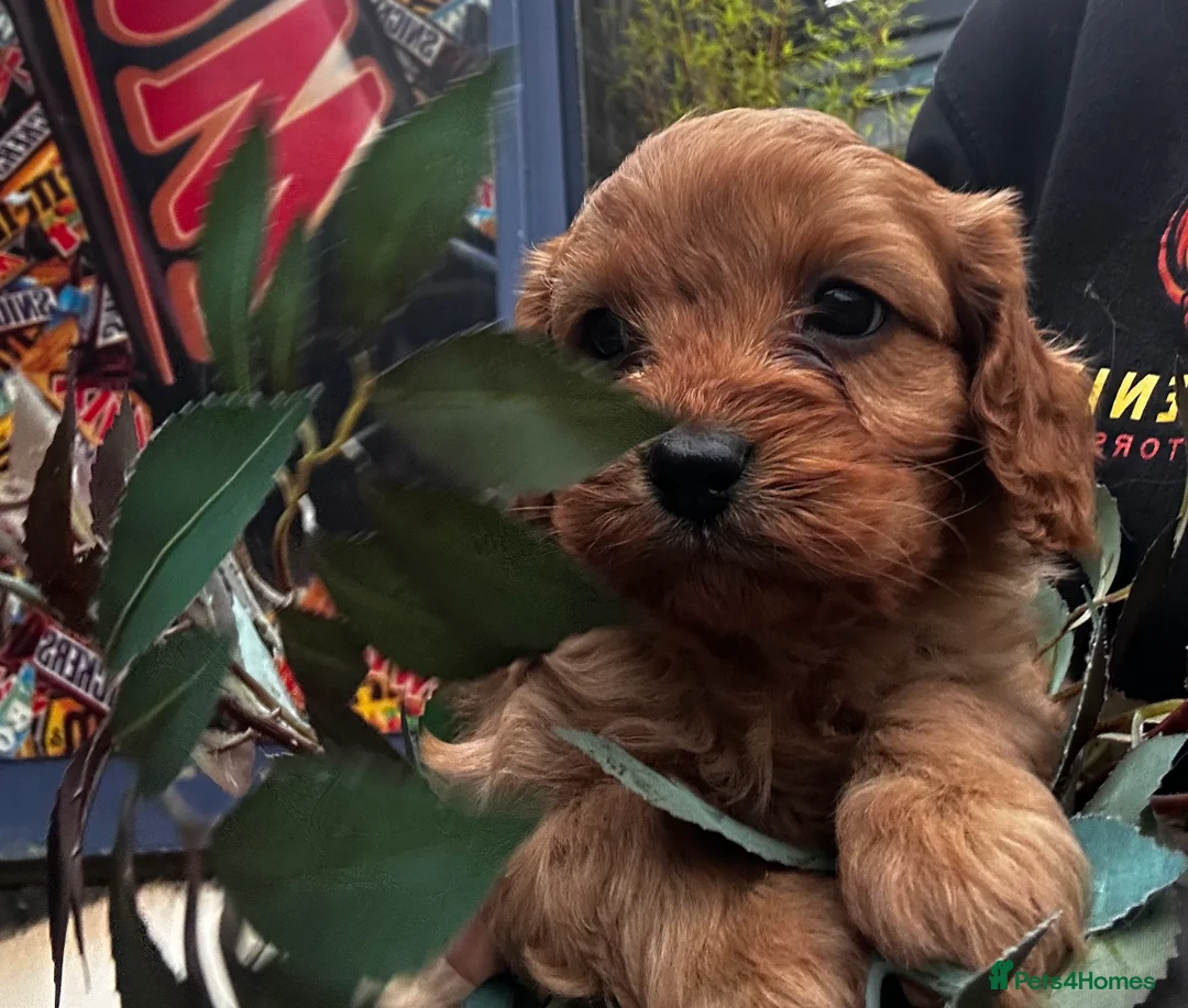 Cavapoo dogs for sale: Bright red not to curly f1 Cavapoo’s  - Advert 4