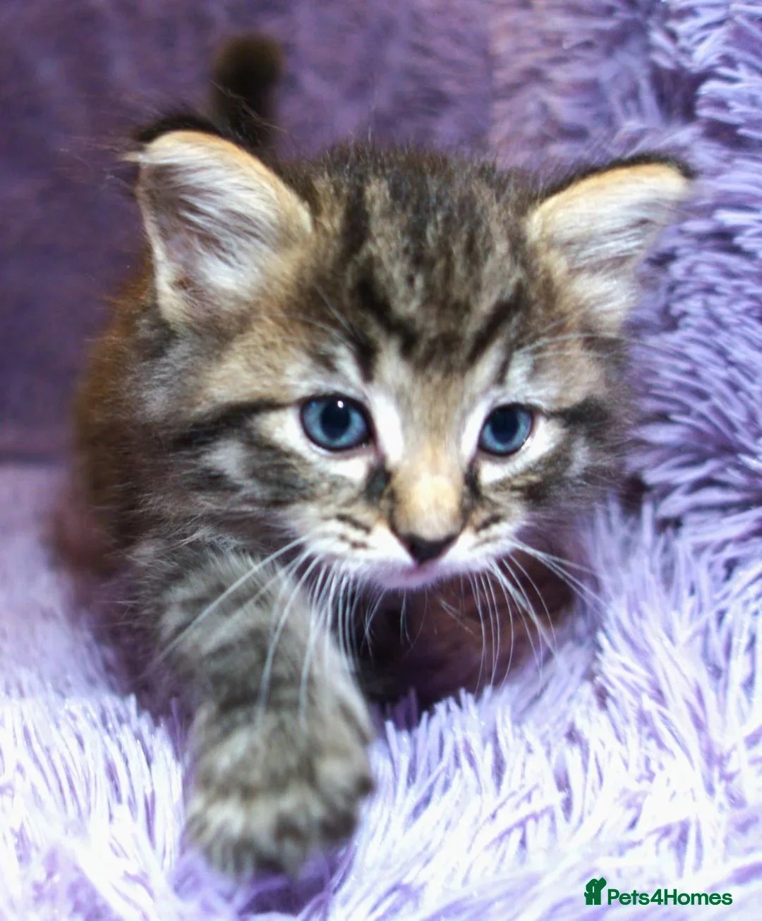 Mixed Breed cats for sale: Ragdoll x Ragdoll mix kitten 1 girl left - Advert 6