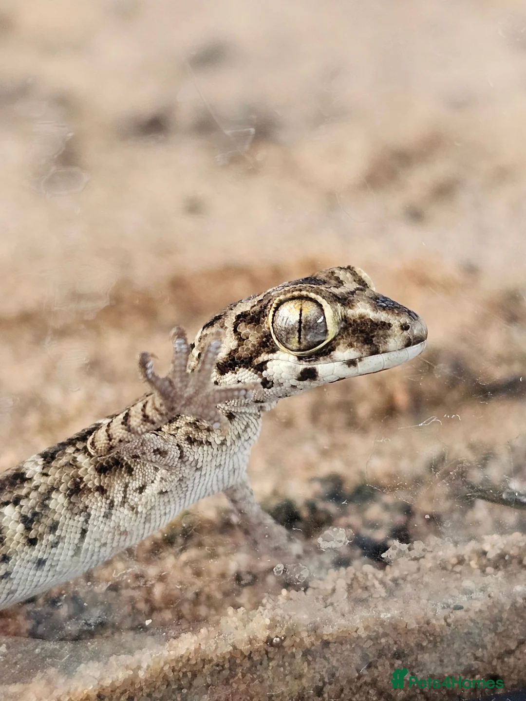 Gecko reptiles for sale: 2 female viper geckos + full setup in London - Advert 2