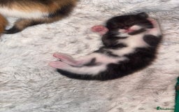 Domestic Shorthair cats for sale: Three beautiful kittens - Image 7