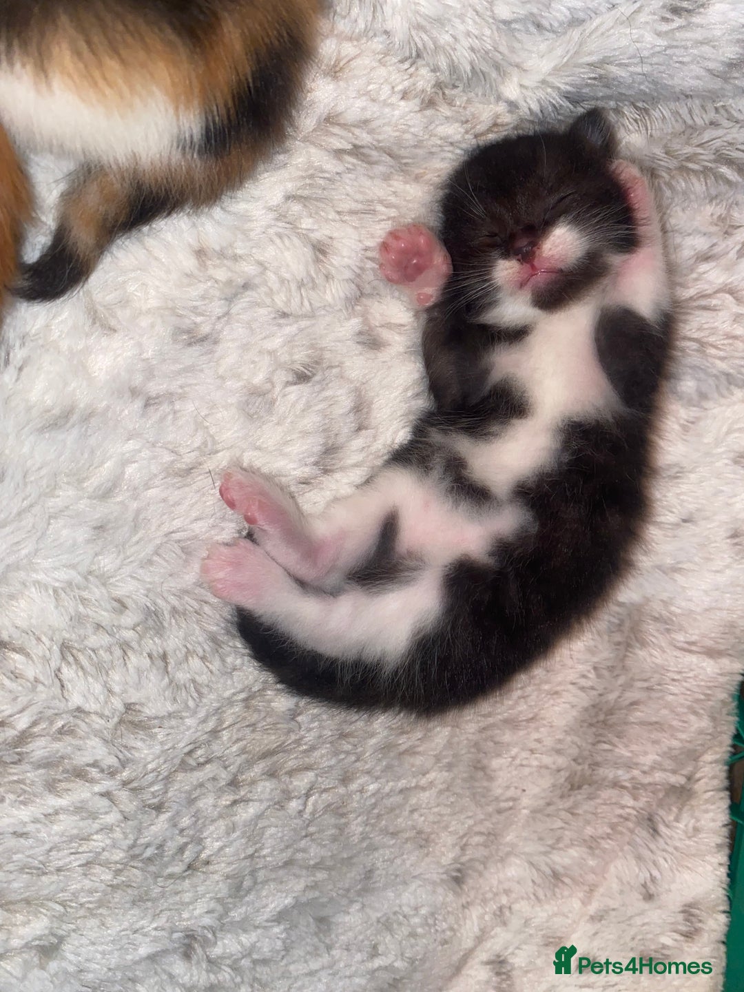Domestic Shorthair cats for sale: Three beautiful kittens - Image 7