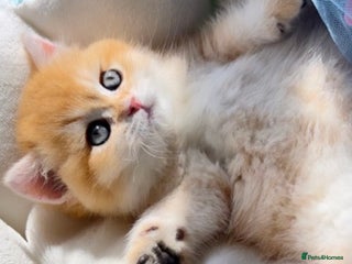 British Shorthair cats 🧿Exclusive Golden BritishShorthair ready 31.12 🧿 - Advert 5