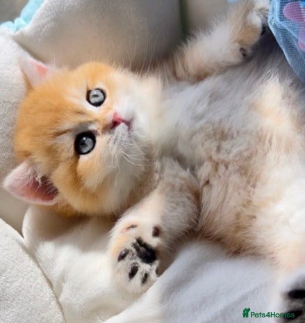 British Shorthair cats 🧿Exclusive Golden BritishShorthair ready 31.12 🧿 - Advert 8