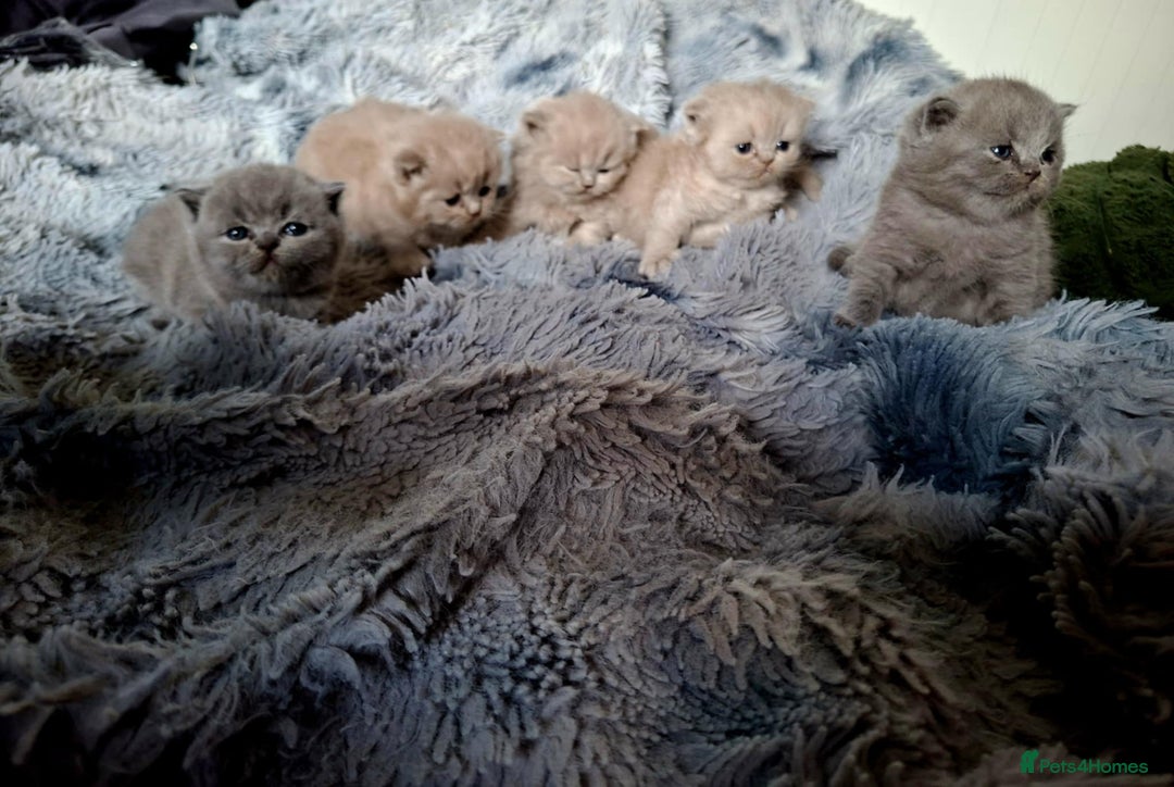 British Shorthair cats for sale: British short hair kittens - Image 2